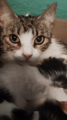 Tabby cat, wide-eyed and alert, looks straight at the camera