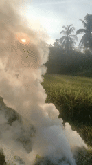 Dawn agricultural scenes recorded in Lhokseumawe rice fields