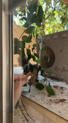 Urban wildlife moments: hand-fed squirrel and window-watching cat