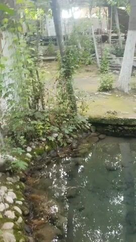 The video pans across a clear, shallow body of water, likely a pond or a spring, surrounded by natural elements and some man-made structures. On the left, a dense patch of green foliage, possibly ivy or other climbing plants, covers a stone embankment leading into the water. The stones are rough and varied in size, some covered in moss. The water itself is transparent, allowing a view of the rocky, debris-strewn bottom. Reflections of trees and the sky are visible on the water's surface, creating a dappled, watery effect. In the background, a sandy or dirt path winds through a sparsely vegetated area. Several trees with white trunks and green leaves are present, some growing near the water's edge. In the far background, there appears to be a structure with a fence or railings, possibly part of a garden or park setting. The overall atmosphere is tranquil and natural, with the gentle movement of the water suggesting a subtle current or natural disturbance.