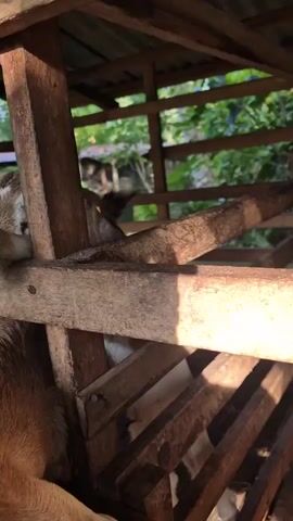 The video shows a young goat peering through the wooden bars of a pen. The goat's head is positioned at eye level, with its front hooves resting on the wooden beam. The goat has light brown and white fur with dark brown markings around its eyes and hooves. The background is blurred, showing green foliage and the wooden structure of the pen. The lighting suggests it is daytime, with sunlight filtering through the roof of the pen, casting shadows.