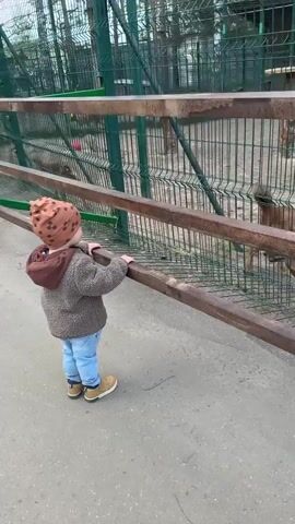 Here is a concise description of the video:

A young child in a brown patterned hat, grey jacket, and jeans stands at a zoo fence, watching an animal inside the enclosure. Another child, wearing a blue jacket, approaches and also looks at the animal. The animal, a brownish-red color, stands on its hind legs, peering at the children through the fence. The enclosure is made of green wire fencing with wooden rails along the top. The area appears to be a walkway or viewing area for zoo visitors.
