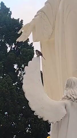 A small bird perches on the wing of a large white statue. The statue appears to be made of stone or concrete, with a human-like form, possibly an angel or a religious figure, as indicated by the presence of a wing. The bird is facing left and is positioned near the center of the frame. In the background, there are dark green trees and a pale sky. The lighting suggests it is daytime. The camera angle is low, looking up at the statue and the bird.