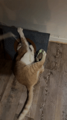 Orange cat plays at home in Wattrelos, France