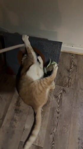 Orange cat plays at home in Wattrelos, France