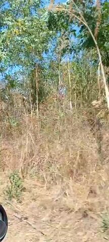 The video shows a view from inside a vehicle looking out at a dry, overgrown landscape. The scene is dominated by tall, dry grass and bushes, with some green trees visible in the background. The sky is blue with a few white clouds. The vehicle appears to be moving, as indicated by the slight blur and camera shake. The overall impression is of a rural or undeveloped area.