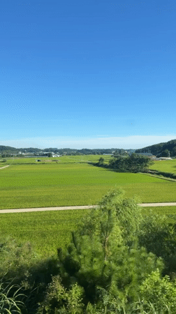 Rolling past green rice paddies near Gangneung in summer