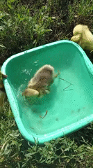 Goslings and ducklings play in backyard water tubs, rural Moldova