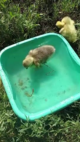 A single goose sits in a turquoise plastic tub filled with water. The goose is a mixture of gray and yellow fluff. Its back is facing the camera and it is facing towards the left. Its legs are submerged in the water, with one leg sticking straight up in the air. Its head is submerged in the water, and its neck is stretched upwards. There are a few small, light-colored objects floating in the water. The tub is sitting on green grass. In the background, to the left and right, two yellow ducklings are visible. The duckling on the left is facing the tub, and the duckling on the right is facing away from the tub.