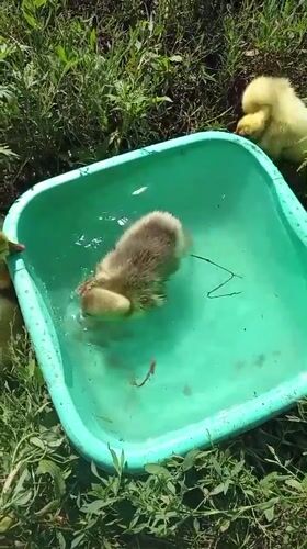 Goslings and ducklings play in backyard water tubs, rural Moldova