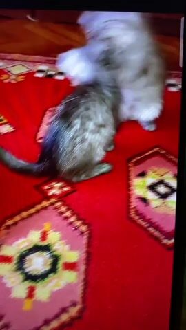 Two kittens are playing on a red rug with a patterned design. One kitten, a tabby, is standing and looking down. The other kitten, a lighter grey and white, is on its back, playfully batting at something on the rug. The rug has a repeating geometric pattern in pink, yellow, black, and white.