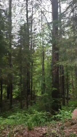 The video shows a view through a forest, looking up at tall trees silhouetted against a bright, overcast sky. The camera seems to be moving, possibly from a vehicle or handheld device, as the scene changes gradually. The foreground consists of green foliage and undergrowth. The focus is primarily on the height and density of the trees. There is also the sound of heavy breathing in the background.