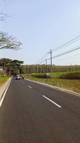 A person is riding a motorcycle down a paved road lined with trees on the left and a field of crops on the right. The sky is clear and blue. There is a white car and another motorcycle on the road ahead of the rider. The rider is wearing a helmet and a dark shirt. The road is dry and there is no traffic in the opposite direction. The trees on the left are tall and leafy, and the field on the right appears to be a sugar cane field. There are power lines running along the right side of the road.