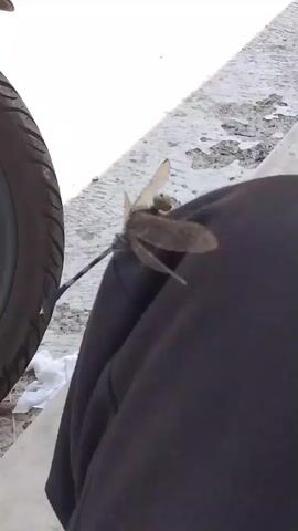 A close-up shot shows a dragonfly perched on a person's dark-colored clothing, which appears to be pants or a skirt. The person is sitting next to a motorcycle wheel, partially visible on the left side of the frame. The ground around them is a mix of light-colored gravel and some dirt or asphalt. The lighting suggests it's daytime. The dragonfly is facing to the left, its wings spread slightly. The video captures the stillness of the insect.