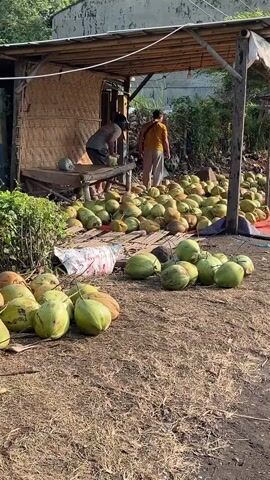 The image shows an outdoor scene with a large pile of green coconuts in the foreground and middle ground. Behind the coconuts, there is a simple open-air shelter with a bamboo roof and woven mat walls. Two people are visible under the shelter. One person, wearing a striped shirt and dark pants, is standing and looking down. Another person, wearing a yellow shirt and a light-colored skirt or pants, is facing away from the camera and appears to be interacting with something under the shelter.

A table or counter made of wood is positioned in front of the woven wall of the shelter, with some coconuts on it. The ground is covered in dry leaves, twigs, and soil, suggesting a natural or rural setting. In the background, there are some green plants and trees, and a wall of a building.

The activity appears to be related to the handling or processing of coconuts, possibly for sale or distribution. The lighting suggests it is daytime, likely morning or late afternoon due to the shadows. There is no visible text in the image. The overall impression is one of a working environment in a warm climate, with a focus on agricultural produce. The setting seems to be a somewhat rudimentary outdoor market or storage area.