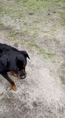 Morning dog walk and playtime captured in Ukrainian park