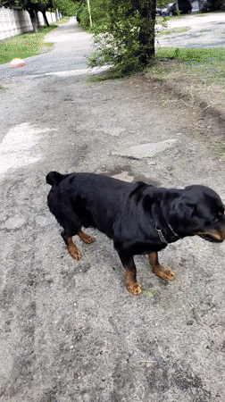 Morning dog walk and playtime captured in Ukrainian park