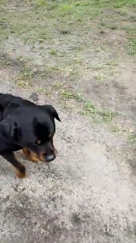 Morning dog walk and playtime captured in Ukrainian park