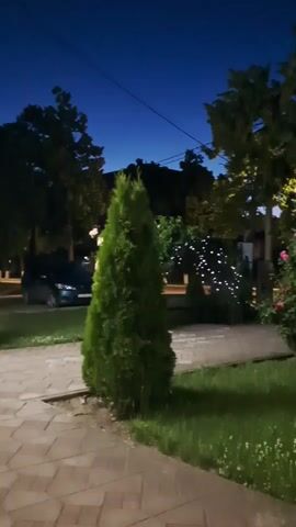 The video shows a slow pan across a park at dusk. The sky is a deep blue. In the foreground, there is a paved walkway and a patch of grass. A small evergreen tree stands prominently in the center of the frame. Behind the tree, there are several bushes and trees, some adorned with strings of white lights that form an archway. A rose bush with pink flowers is visible to the right. In the background, a dark-colored car is parked on the side of the road. The overall impression is a quiet, pleasant outdoor setting at the end of the day.