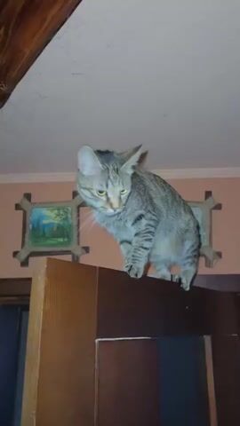 A tabby cat is perched on top of a wooden cabinet. The cat is looking downwards and to its left. The cat's tail is curled around its body. In the background, there are two framed pictures hanging on the wall. The pictures appear to be landscapes. The ceiling is pink and has some visible cracks. The cabinet is made of wood and appears to be dark brown. The cabinet has a wooden door on the right side. The cat's paws are visible as it balances on the edge of the cabinet. The cat has stripes on its fur. The cat's ears are pointed and forward. The cat's eyes are visible and appear to be yellow.