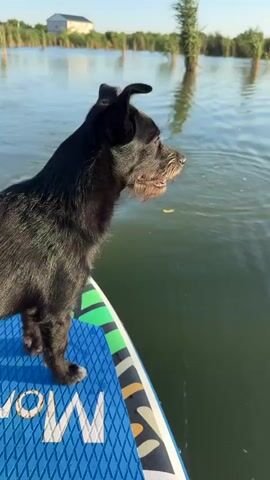 A black dog is standing on a blue and green paddleboard in the water, looking to the right. The dog has short, black fur and a scruffy beard. The paddleboard has the word "MON" written in large white letters on it. The water is calm with some ripples. In the background, there are reeds and a building. The sky is clear and blue.