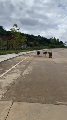 Three cows, one black, one light brown, and one reddish-brown, stand in the middle of a paved road. They are on a crosswalk with yellow lines. The road curves to the right in the background. A sidewalk with a few trees and a grassy hill with some trees is to the left of the road. The sky is cloudy.
