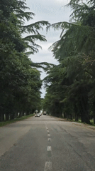 Tree-lined road creates natural canopy in Inkiti, Abkhazia