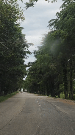 Tree-lined road creates natural canopy in Inkiti, Abkhazia
