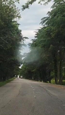 The camera is positioned in the middle of an asphalt road, facing forward. On either side, tall, green trees line the road, their branches arching towards each other to create a partial canopy. The sky above is overcast and gray. Several cars are visible driving towards the camera in the distance. The road has a broken white line running down the center. The overall atmosphere is calm and peaceful. The video appears to be taken from a moving vehicle.
