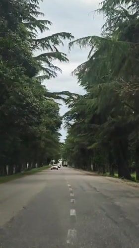 Tree-lined road creates natural canopy in Inkiti, Abkhazia