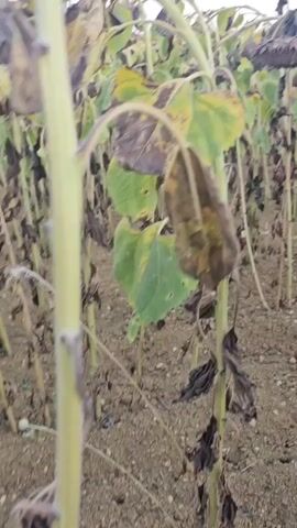 The video shows a field of sunflowers. The sunflowers are dying, with many of their leaves yellowed and brown, and their heads drooping. The ground is dry and dusty. The sky is overcast.