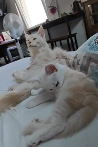 The video shows two fluffy cats, one larger and light cream colored, the other smaller and white with cream markings, lying on a white surface. The larger cat is lying on its back with its head tilted up and to the side, appearing to be grooming itself or enjoying a scratch. Its eyes are closed. The smaller cat is lying next to the larger cat, facing away from the camera, and appears to be grooming the larger cat's side. The background shows a room with a fan and furniture, suggesting an indoor setting. The lighting is natural, coming from a window.