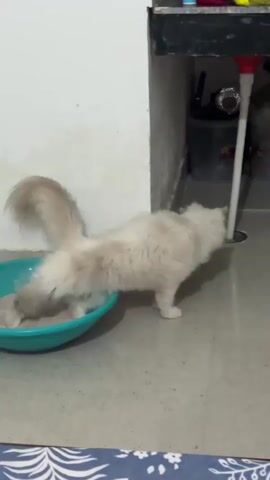A fluffy, light-colored cat is shown in a home environment. The cat is positioned next to a teal-colored litter box filled with sand. It then turns and walks away from the litter box. The floor appears to be tiled. In the background, various household items are visible, including shelves with containers and what looks like a metal stand. The lighting suggests it is daytime, or an indoor area with artificial lighting.