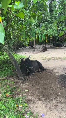 A black bull lies tethered to a tree by a rope in a sandy, outdoor area. The bull is lying down in dirt. In the background, there are more bulls, some lying down and some standing. The area is surrounded by lush green trees and foliage, indicating a tropical or humid environment. The lighting suggests it is daytime. There are some puddles of water on the ground.