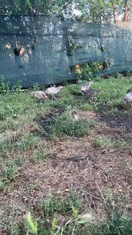 A small group of young turkeys and a duckling are in a grassy enclosure, walking around and pecking at the ground. There is a red and white water dispenser on the ground. A green mesh fence is visible in the background.