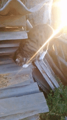 Cats, chickens and gardens documented in rural Ustyvytsia, Ukraine