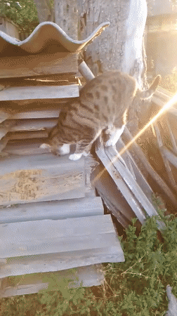 Cats, chickens and gardens documented in rural Ustyvytsia, Ukraine