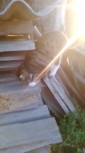 Cats, chickens and gardens documented in rural Ustyvytsia, Ukraine