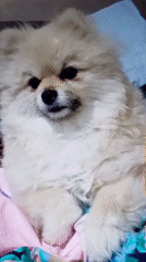 Quiet domestic scenes: Pomeranian on bed, person by water