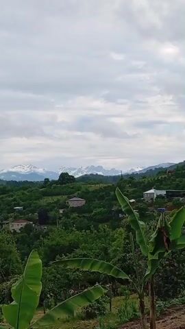A landscape video shows a village nestled in a lush green valley. The foreground features large, vibrant green banana leaves. The midground is filled with dense trees and a few houses with red or white roofs, scattered amongst the foliage. In the background, majestic snow-capped mountains rise under a cloudy sky. The camera slowly pans from left to right, offering a panoramic view of the serene rural setting.