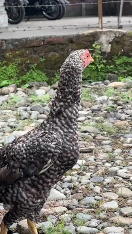 A black and white speckled hen stands on a gravelly surface dotted with small green plants. Its head is turned to the right, and its neck is extended. In the background, a brick wall is visible, partially covered with moss. Behind the wall, the rear wheels of a motorcycle are partially visible, and there is a wire fence. The hen is the primary subject, and the focus is on its posture and plumage.