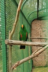 Exotic birds observed in aviaries at Shekvetili, Georgia