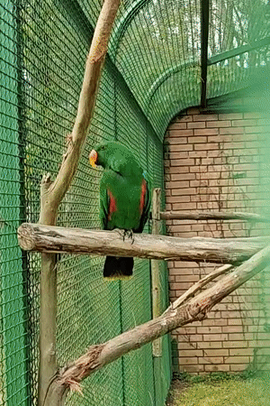 Exotic birds observed in aviaries at Shekvetili, Georgia