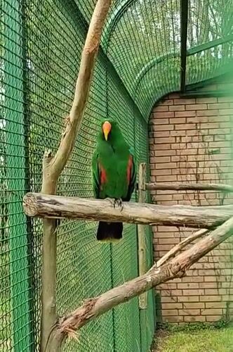 Exotic birds observed in aviaries at Shekvetili, Georgia