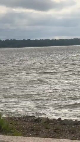 The video captures a view of a large body of water, likely a river or a lake, under an overcast sky. The water is choppy, indicating a windy day. On the far side of the water, a dense line of trees forms a dark horizon against the cloudy sky. In the foreground, there is a rocky shoreline with some green vegetation. A metal fence with decorative elements runs along the edge of the shore, and it appears to have several padlocks attached to it, possibly signifying a tradition of couples attaching them for good luck or commitment. The overall mood is somber and perhaps a little melancholic, due to the cloudy weather and the slightly rough water. There are no people visible in the frame. The location is identified as Bolshaya Izhora, Russia. The time of day is difficult to pinpoint precisely due to the cloud cover, but it appears to be daytime. There is no discernible text in the video.