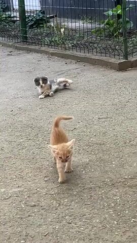 The video shows two kittens on a gravel path next to a fence. In the foreground, a small ginger kitten walks towards the camera. Its tail is raised, and its ears are pointed forward. In the background, a calico kitten is lying down, facing the camera. It is looking to the right. The fence is black and appears to be made of metal bars. There is some green foliage visible behind the fence. The lighting suggests it is daytime.