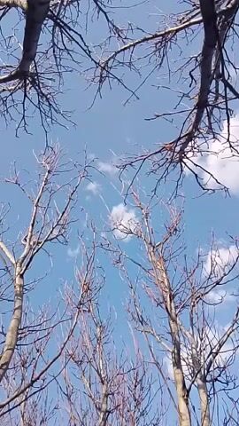 The video shows a view looking up through bare tree branches towards a blue sky with a few wispy white clouds. The branches are dark against the bright sky. There is no indication of people, animals, or other objects. The camera is static. The focus is on the natural setting of trees and the sky.