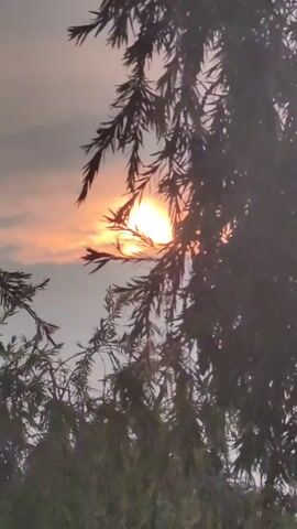 The video shows a close-up view of tree branches silhouetted against a cloudy sky at sunset. The sun is visible through the clouds, casting an orange glow. The branches are dark and fuzzy, with sharp needles. The clouds are a mix of gray and orange. The overall mood is peaceful and serene.