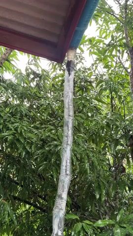 A downspout made of stacked plastic bottles is shown outdoors. The downspout is attached to the edge of a building's roof and extends downwards, with greenery surrounding it. It appears to be raining, as the leaves of the trees are wet and there are droplets visible on the downspout.