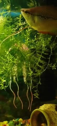 A close-up shot focuses on a fish tank, highlighting the vibrant green aquatic plants and the dorsal fin of a fish, likely a Gourami, as it swims through the foliage. Several strands of thin, white roots hang down from the plants, reaching towards the bottom of the tank. In the background, a black cylindrical object, possibly a filter, is visible. The lighting is bright, illuminating the underwater scene.